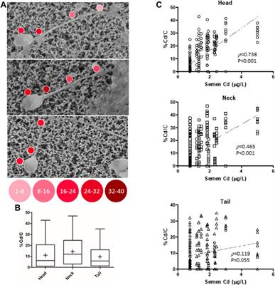 Seminal cadmium affects human sperm motility through stable binding to the cell membrane